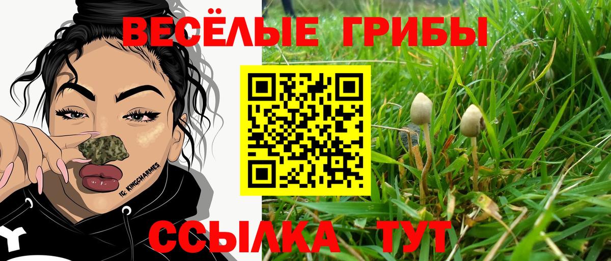 Галлюциногенные грибы Psilocybe Ахтубинск